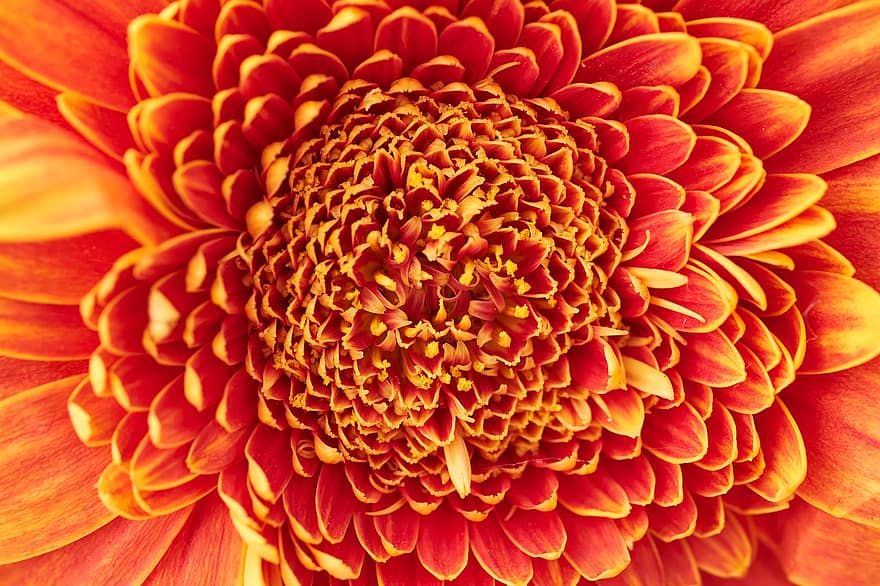 gerbera, transvaal Daisy, oranžinė gėlė, žiedas, makro, Iš arti, žydi