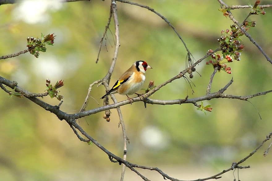 burung, goldfinch laki-laki, melodi, bulu, berwarna, ilmu burung, cabang, paruh, binatang di alam liar, merapatkan, bertengger