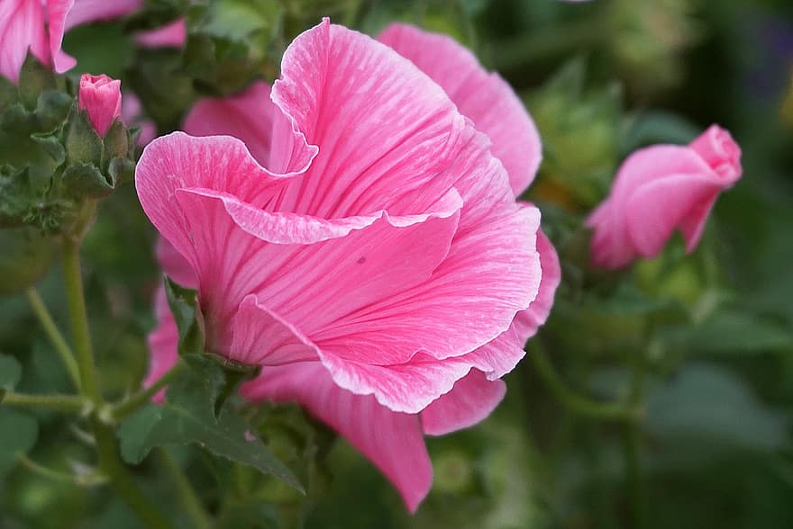 flor rosa, Slime de tres lòbuls, Malope rosa, pètals de color rosa, Flor estriada, jardí, naturalesa, flora, florit, decoració, planta