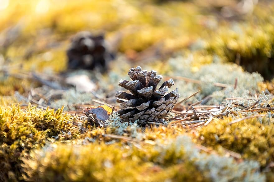 Pine Cone, Cone, Pine, Forest, Ground, Nature