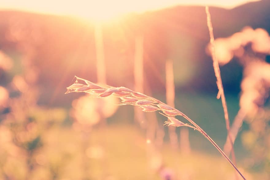 Sun, Nature, Forest, Field, Meadow, Plant, Wheat, Edited, Moment, Evening, Twilight