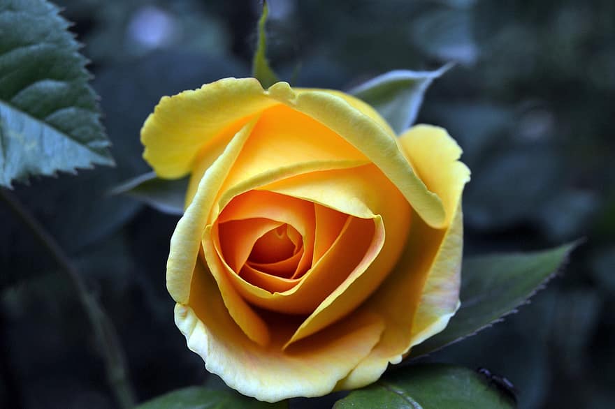 rose, gul, blomst, petals, gul rose, gul blomst, gule kronblader, Rose blader, blomstre, rose blomst, flora