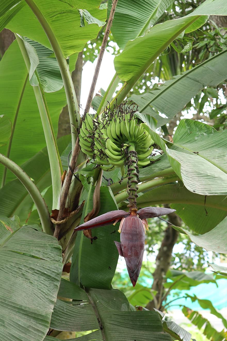 банан, листо, тропически, растение, гръбначен стълб, плодове, листа