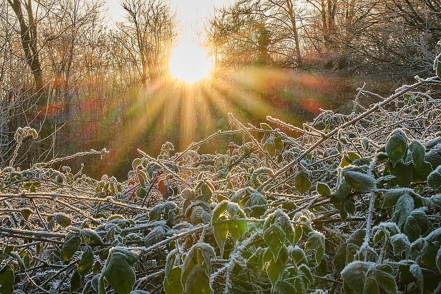 Sun, Frost, Plants, Sunlight, Leaves, Winter, Cold, Ice, Morning, season, tree