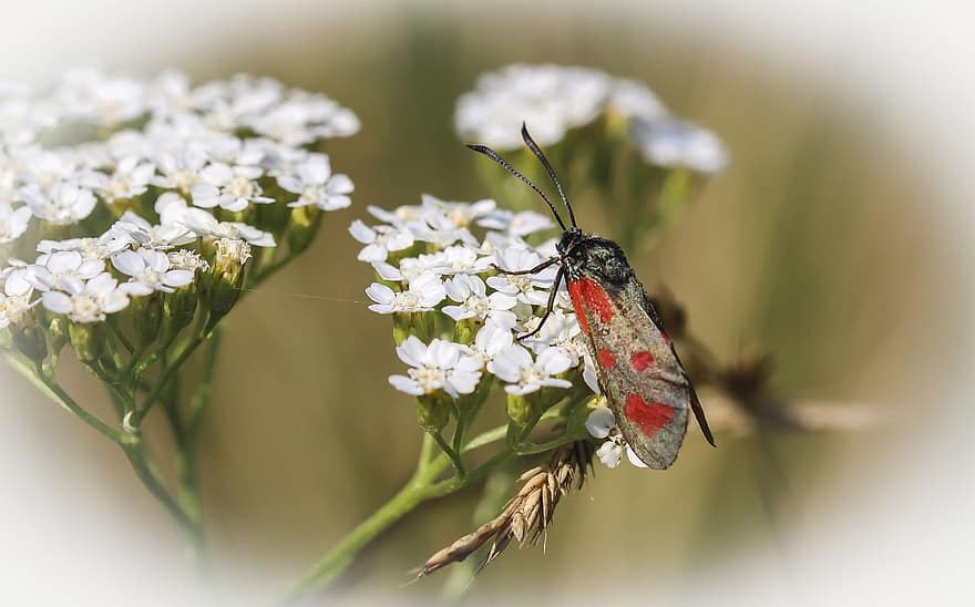 蛾、フラワーズ、受粉する、受粉、昆虫、翼のある昆虫、蝶の羽、咲く、花、フローラ、動物相