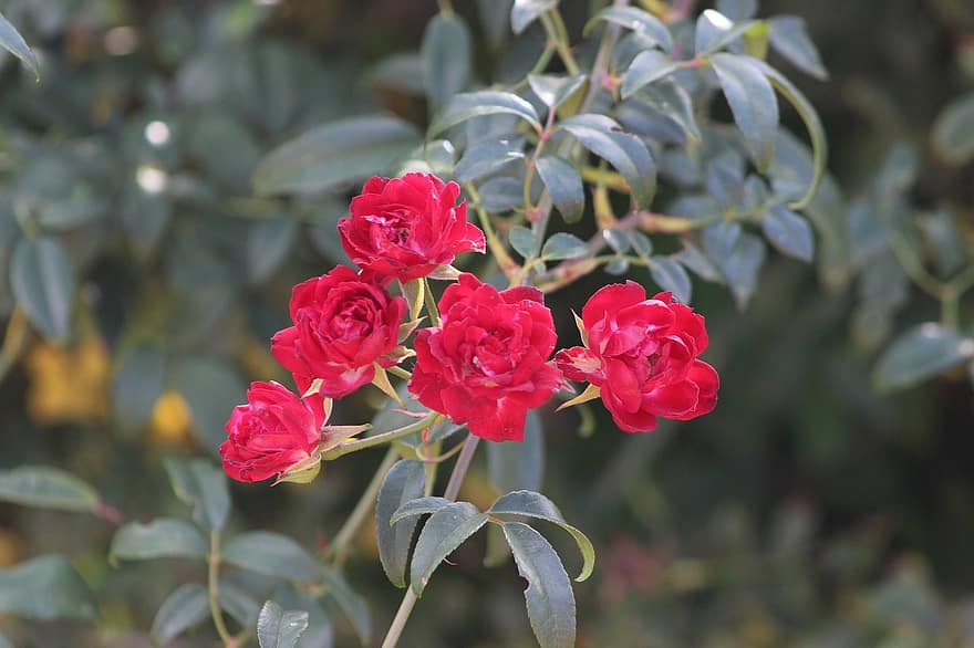Rosa, flor, planta, Rosa roja, pétalos, floración, flora, naturaleza, jardín, hoja, de cerca