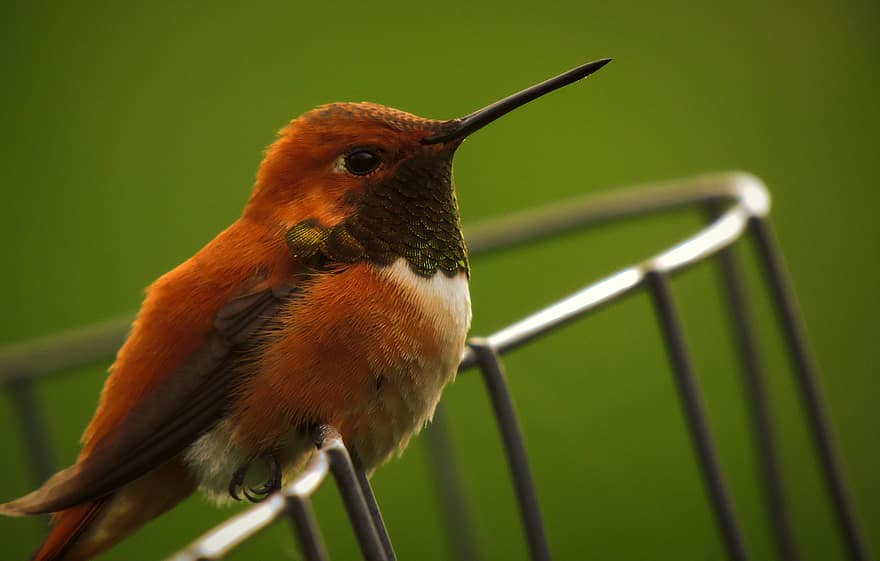 rufous hummingbird, lintu, eläin, kyydissä, kolibri, mieslintu, villieläimet, höyhenet, höyhenpeite, nokka, luonto