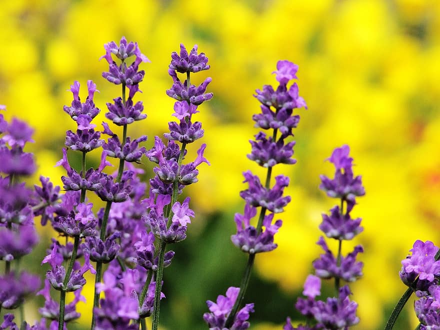 Lavender, Lavandula, Fragrant, Flower, Herb, Shrub