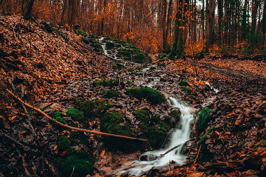 Forest, Fall, Nature, Waterfall, Stream, Leaves, Case, Water, Moss, tree, autumn