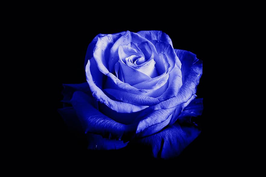Rose, Flower, Factory, Blue Rose, Petals, Bloom, Flora, Nature, Close-up, Bud, Blue