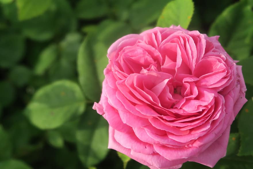 Rose, blomst, plante, pink rose, lyserød blomst, forår, flor, natur, have, tæt på, kronblad