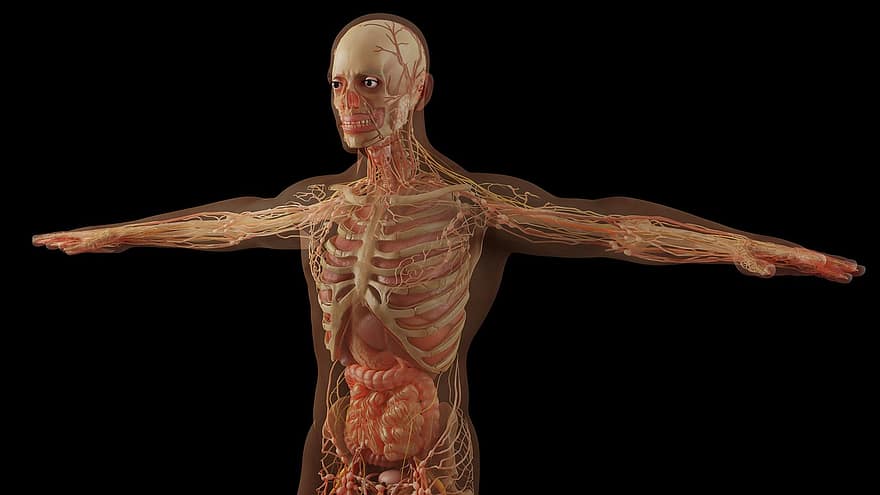 Anatomie, Schädel, Skelett, Muskeln, Organe, Menschliche Organe, Wissenschaft, Gesundheit, Mensch, Knochen, Nerven
