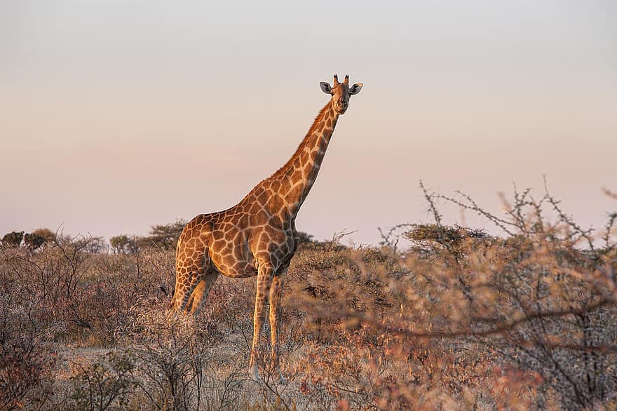 zsiráf, állat, szafari, giraffa camelopardalis, emlős, növényevő, vadvilág, fauna, természet, Etosha, namibia