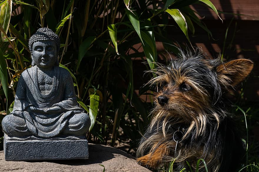 статуя на Буда, Чихуахуа йорки микс, градина, декор в градината, будизъм, животно, Азия, Чихуахуа, кученце чихуахуа, Китай, куче