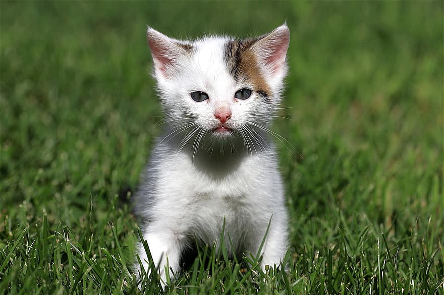 kat, katje, baby, huiselijk, zoet, jong, dier, charmant, nieuwsgierig, klein