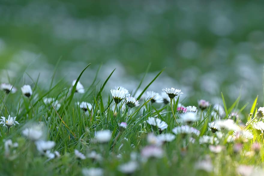 Flowers, Daisy, Grass, Spring, Flower Meadow, Spring Meadow, Green Meadow, summer, green color, plant, meadow