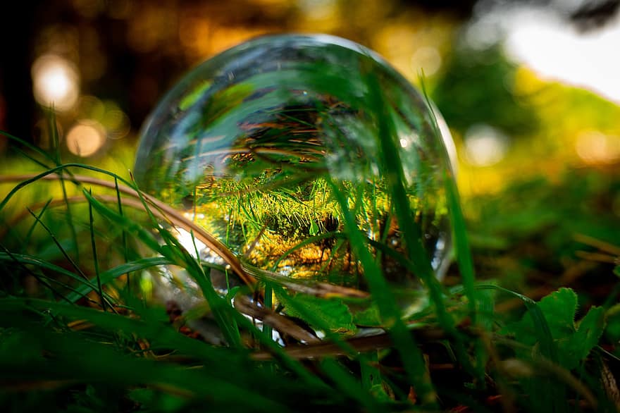 Lens Ball, Reflection, Tree, Plants