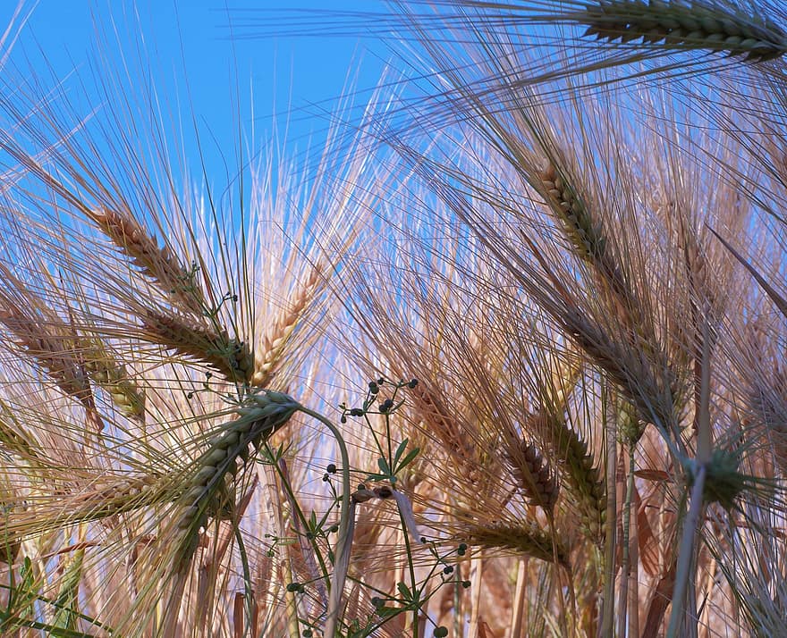 Wheat, Sky, Field, Landscape, Summer, Nature, Harvest, Cereals, Grain, Sun, Niwa