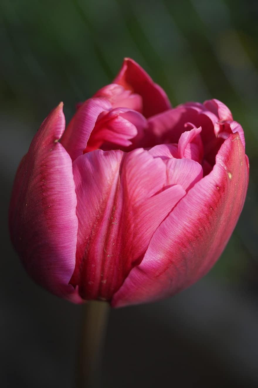květ, tulipán, Příroda, flóra, jaro, květu hlavy, rostlina, detail, okvětní lístek, letní, list