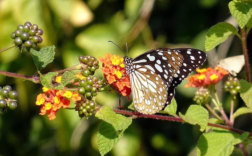 пеперуда, цвете, опрашвам, опрашване, насекомо, крилато насекомо, крила на пеперуда, разцвет, цвят, флора, фауна