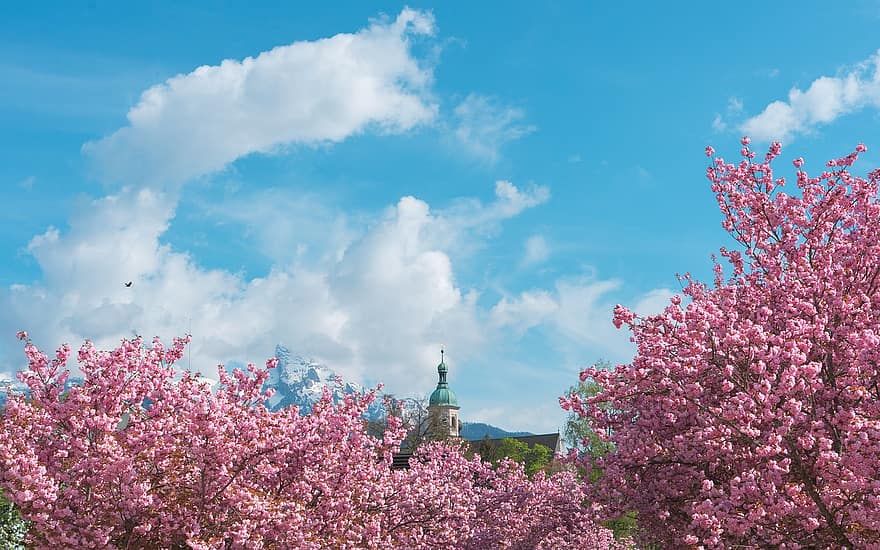 flori de cireș, copaci, primăvară, nori, cirese ornamentale, Cireși, floare, floră, inflori, albastru, culoarea roz