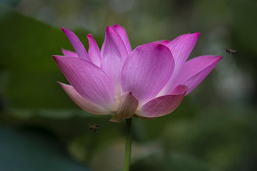 Lotus, Flower, Pink, Bloom, Blossom, Petals, Pink Flower, Pink Petals, Flora, Aquatic Plant, Botany