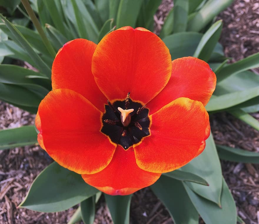 kwiat, tulipan, płatki, pręcik, kwitnąć, piętno, wzrost, sezonowy, roślina, zbliżenie, głowa kwiatu