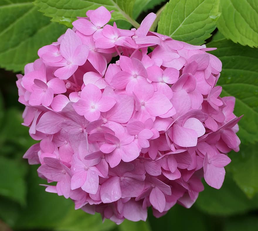 hortensia, blomst, lyserøde hortensia, kronblade, pink kronblade, flor, blomstre, flora