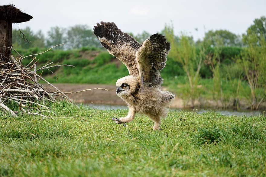 Eurasian Eagle Owl, ugle, fugl, natur, dyr i naturen, nebb, fjær, gress, søt, rovfugl, flying