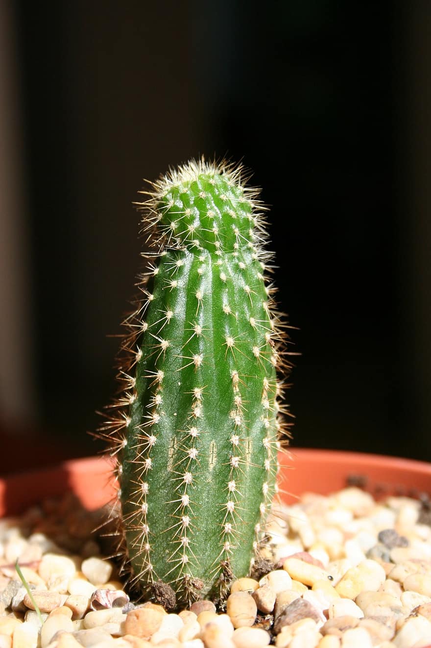kaktus, kasvi