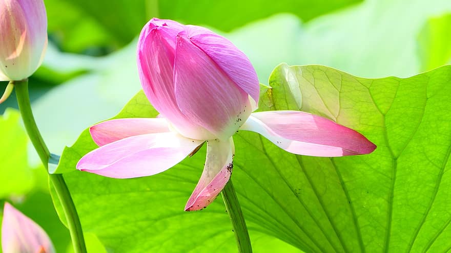 loto, flor, floreciente, cierne, flor de loto, flor rosa, pétalos, pétalos de rosa, planta acuática, flora