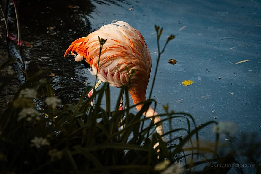 flamingas, paukštis, rožinis, zoologijos sodas, gyvūnas, plunksna, pobūdį