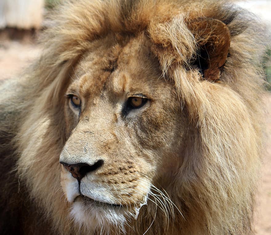 løve, dyr, mane, pattedyr, stor katt, rovdyret, dyreliv, safari, dyrehage, natur, dyreliv fotografering