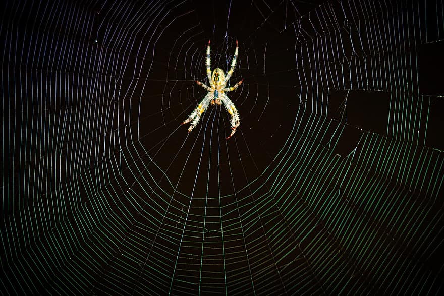 edderkop, arachnid, edderkoppespind, orb-weaver spider, araneus, spindelvæv, web, mørk