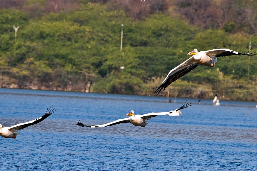 pelicanos, passarinhos, animais, vôo, voar, pássaros aquáticos, aves aquáticas, animais selvagens, plumagem, bico, natureza