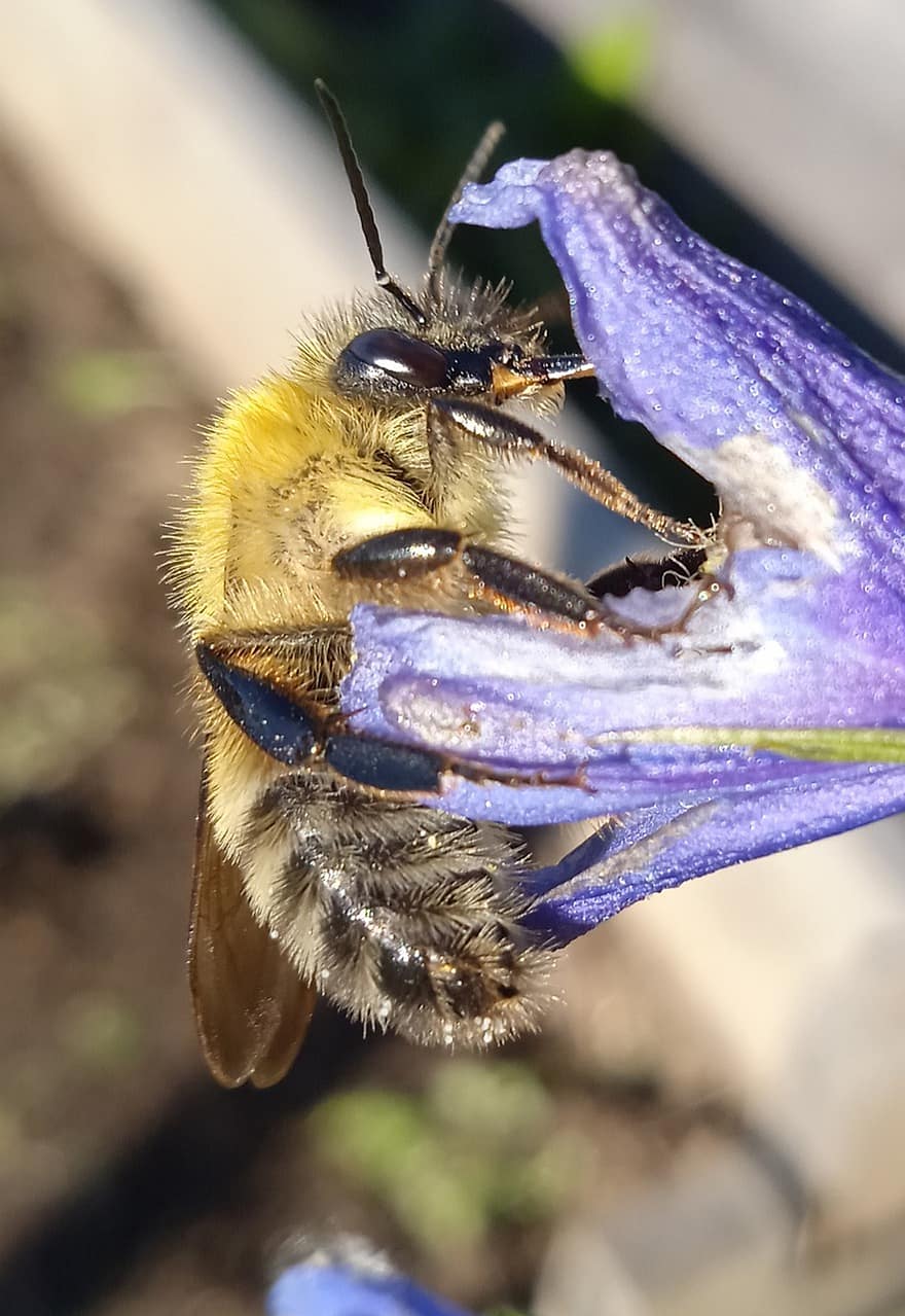 humlebi, lilla blomst, bestøvning, indsætte, entomologi, tæt på, makro, insekt, bi, pollen, gul