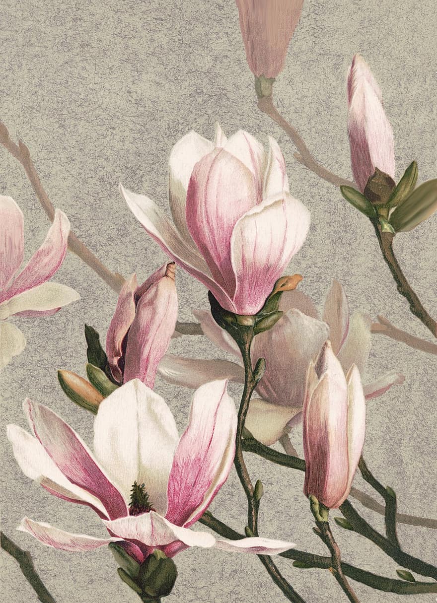fiori, magnolia, disegno, arte, album, sfondo, fioritura, fiore, colore rosa, testa di fiore, pianta