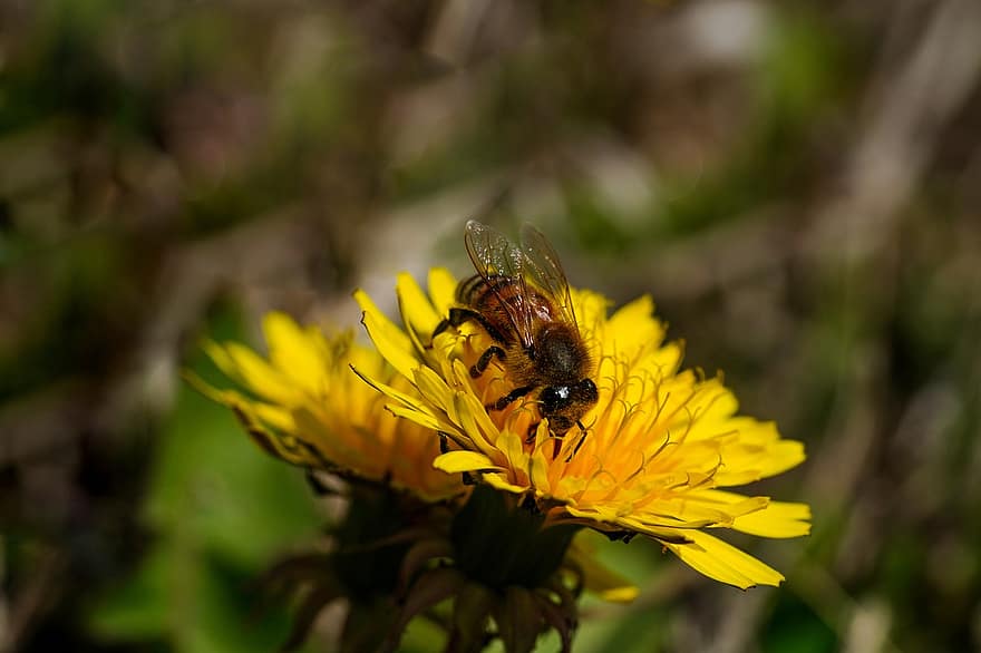 пчела, опрашване, глухарче, диви цветя, цвете, разцвет, гръд, насекомо, ентомология, пружина, жълт