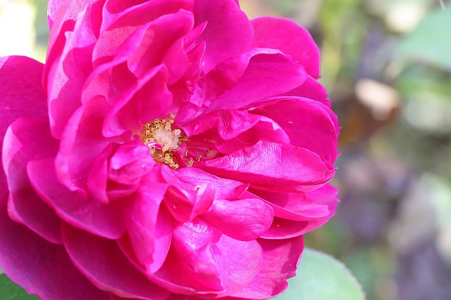 Rosa, flor rosa, jardín, naturaleza, de cerca, pétalo, planta, flor, hoja, cabeza de flor, verano