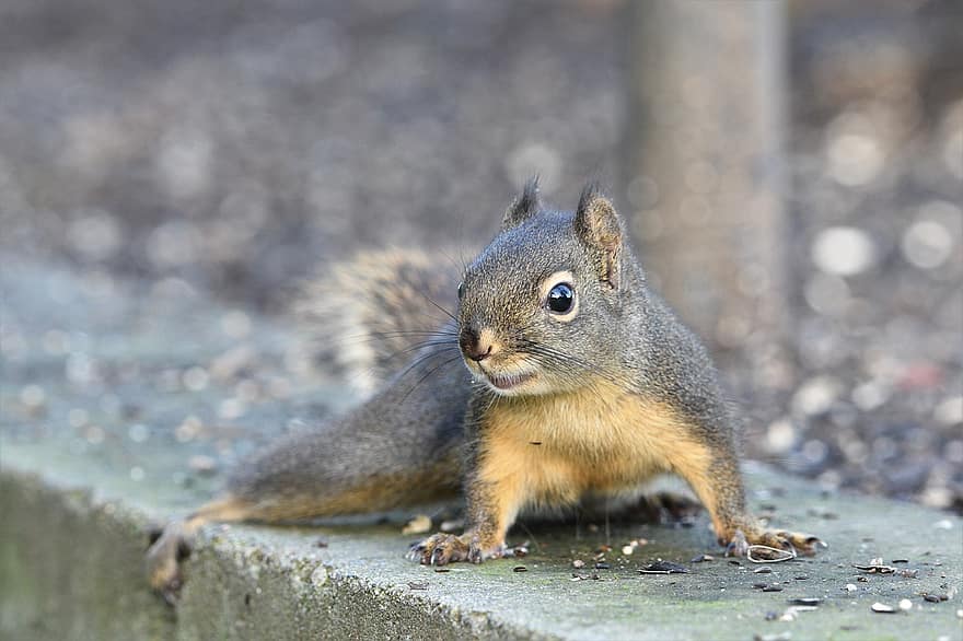 Écureuil de Douglas, écureuil de pin, écureuil, rongeur, petit animal, mammifère, animal, le monde animal, faune, photographie de la faune, animal sauvage