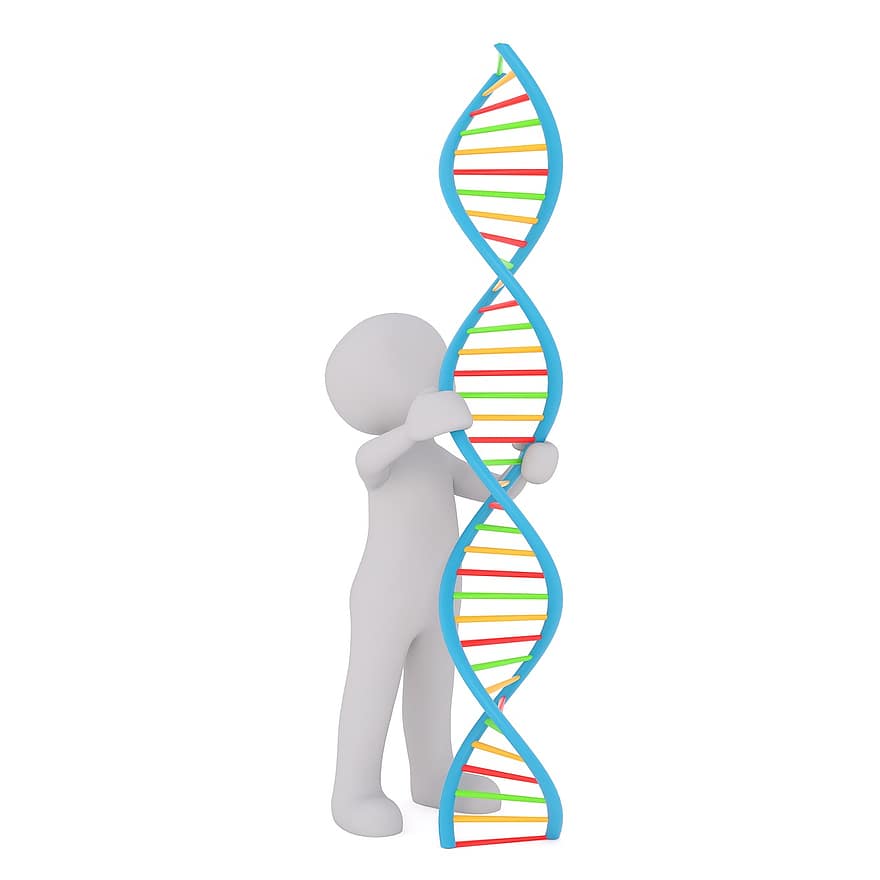 DNA, weißer Mann, 3D-Modell, isoliert, 3d, Modell-, Ganzkörper, Weiß, 3d mann, DNA-Strang, Strand