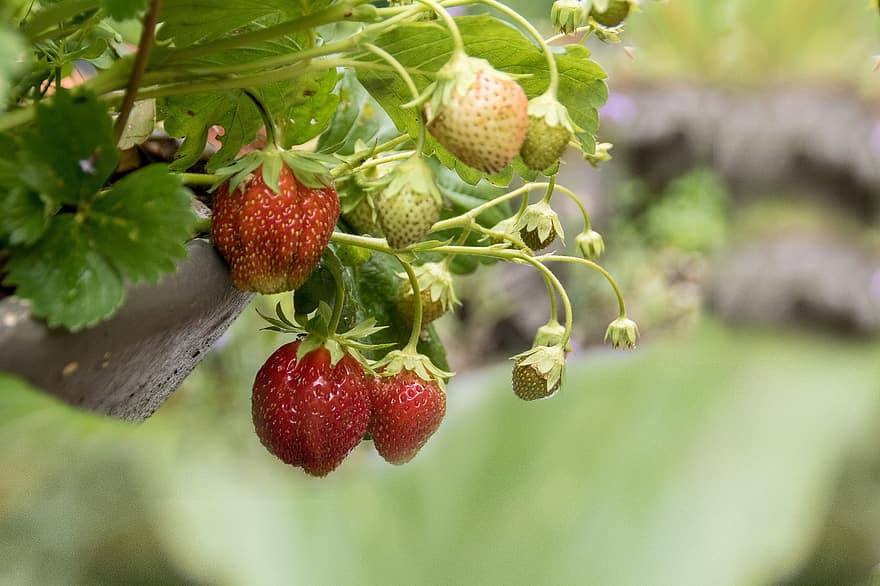 स्ट्रॉबेरी, जामुन, फल, लाल, पौधा