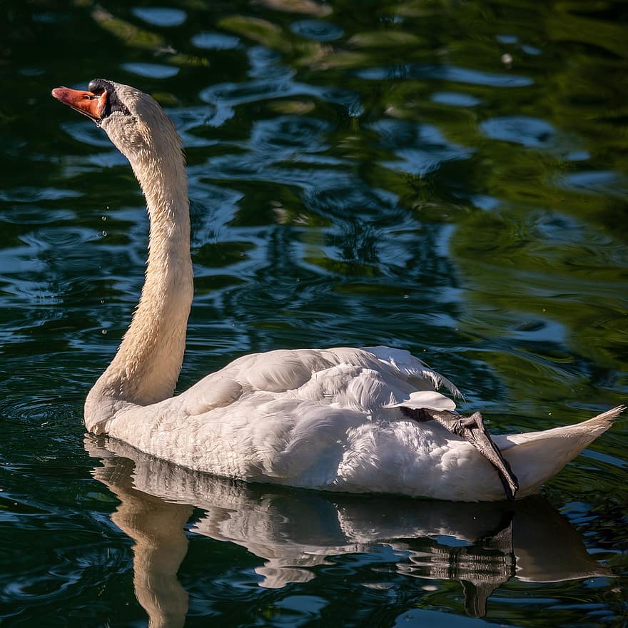 Swan, Mute Swan, White Swan, Lake, Paddle, Paddling, Swimming, Square, Peaceful, Cute, Beautiful
