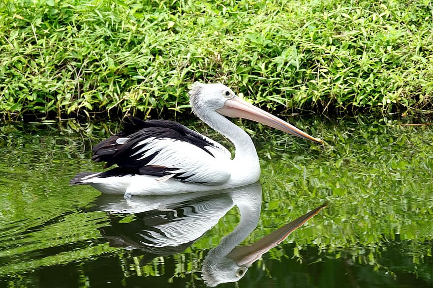 vatten fågel, pelikan, sjö, damm, natur, näbb, fjäder, djur i det vilda, vatten, sommar, grön färg