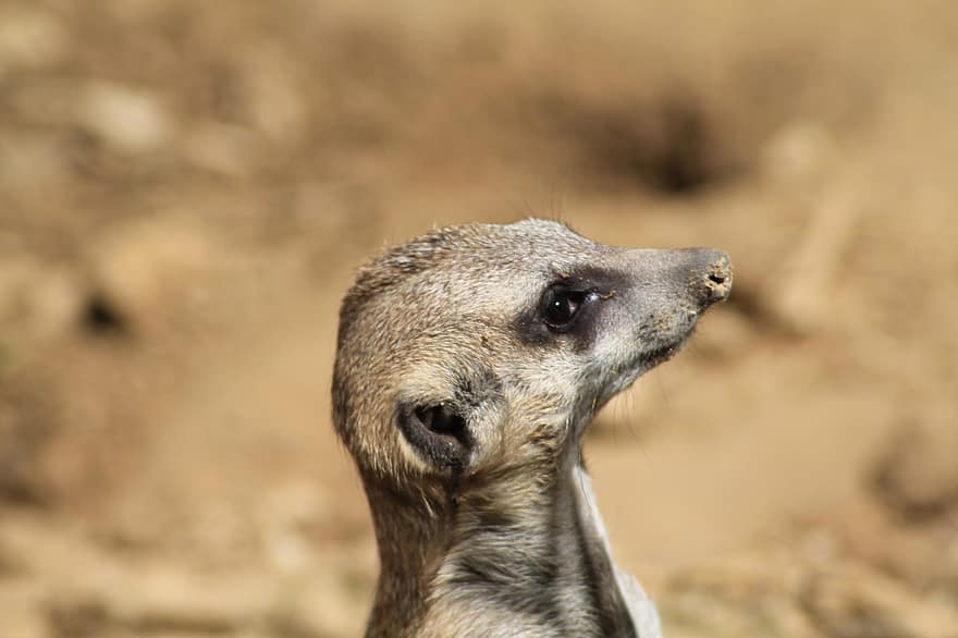 meerkat, animal, lumea animalelor, mamifer, grădină zoologică, natură, dulce, mic, fermecător, pustie, vigilent