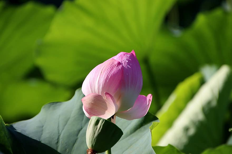 lotus, blomst, Lotus blomst, lyserød blomst, kronblade, pink kronblade, flor, blomstre, vandplante, flora, blad