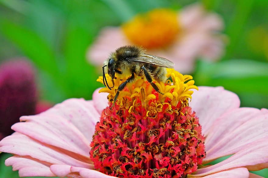 Bie, blomst, Zinnia, humle, insekt, pollinering, blomstre, anlegg, hage, natur