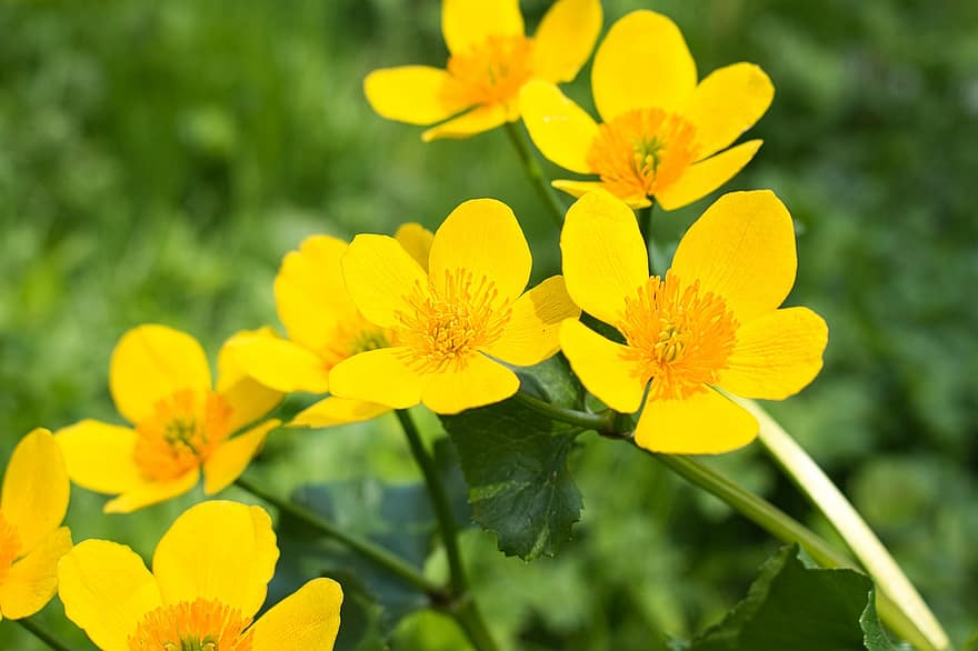 Purvs Marigolds, dzelteni ziedi, ziedi, raksturs, zied