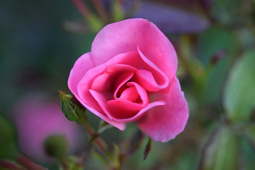 Роза, розовый, закрыть, цветы, романтик, цвести, цветение, природа, роза цветет, завод, Флора