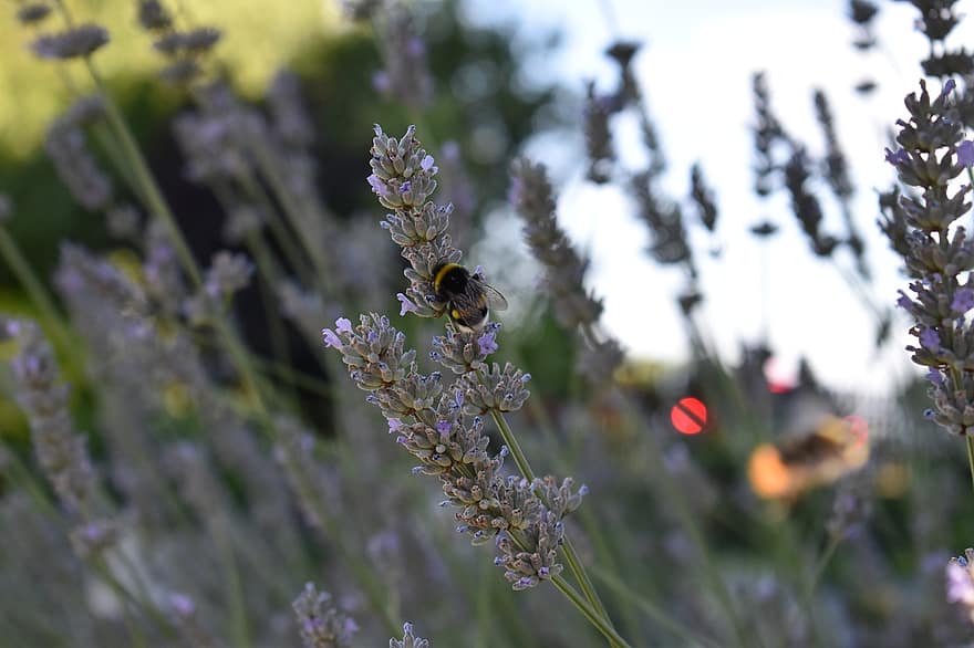 Lavendel, Biene, bestäuben, Bestäubung, Blumen, Insekt, Hymenoptera, geflügeltes Insekt, Flora, Fauna, Natur